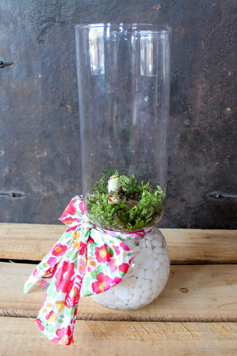 Forced Paperwhite Bulb & Vase Kit with Liberty Ribbon